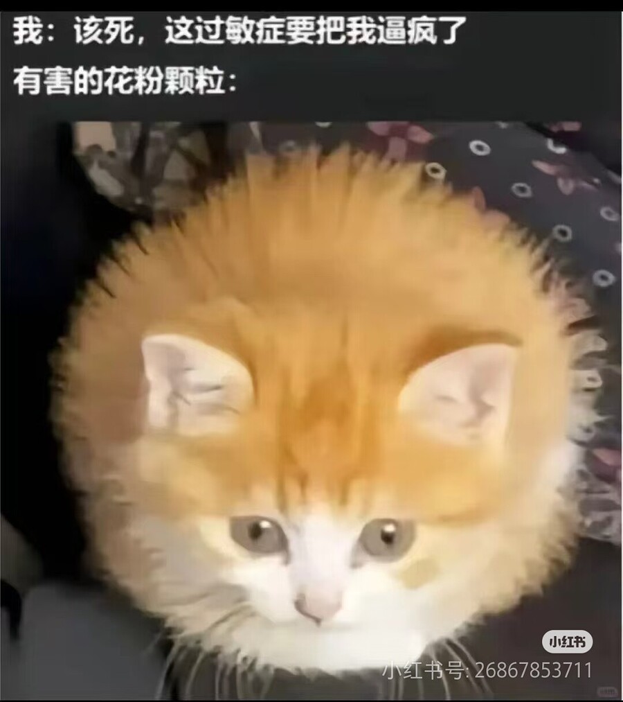 Camera_XHS_17561700602191040g00831lfj7ugele0g5q4qld0a957cihpoddg